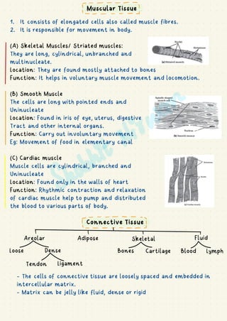 1. It consists of elongated cells also called muscle fibres.
2. It is responsible for movement in body.
(A) Skeletal Muscles/ Striated muscles:
They are long, cylindrical, unbranched and
multinucleate.
Location: They are found mostly attached to bones
Function: It helps in voluntary muscle movement and locomotion.
(B) Smooth Muscle
The cells are long with pointed ends and
Uninucleate
Location: Found in iris of eye, uterus, digestive
Tract and other internal organs.
Function: Carry out involuntary movement
Eg: Movement of food in elementary canal
(C) Cardiac muscle
Muscle cells are cylindrical, branched and
Uninucleate
Location: Found only in the walls of heart
Function: Rhythmic contraction and relaxation
of cardiac muscle help to pump and distributed
the blood to various parts of body.
Connective Tissue
Areolar Adipose Skeletal Fluid
Loose Dense
Tendon Ligament
Bones Cartilage Blood Lymph
- The cells of connective tissue are loosely spaced and embedded in
intercellular matrix.
- Matrix can be jelly like fluid, dense or rigid
Muscular Tissue
---- I
- -
I
I
-----
I
I I I S
 