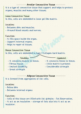Areolar Connective Tissue
It is a type of connective tissue that support and helps to protect
organs, muscles and many other tissues.
Loose Connective Tissue
In this, cells are embedded in loose gel like matrix.
Location:
- Between skin and muscles.
- Around blood vessels and nerves.
Function:
- It fills space inside the organ.
- Support internal organs.
- Helps in repair of tissues.
Dense Connective Tissue
In this, cells are embedded in type-1 Collagen-hard matrix.
Tendons
- It connects muscle to bones.
- Fibrous tissue.
- Limited flexibility
- Great strength
Ligament
- It connects bones to bones.
- Little matrix is present
- Considerable strength
Adipose Connective Tissue
It is formed from aggregation of fat cells.
Location:
- Below skin
- Between internal organs
Function:
- Cells of this tissue are filled with fat globules - Fat Reservation.
- It act as an insulation - storage of fats also lets it act as an
insulator.
 