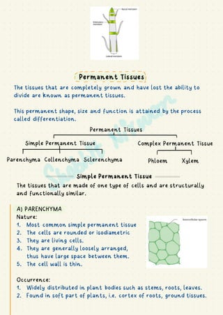 Permanent Tissues
The tissues that are completely grown and have lost the ability to
divide are known as permanent tissues.
This permanent shape, size and function is attained by the process
called differentiation.
Permanent Tissues
Simple Permanent Tissue Complex Permanent Tissue
Parenchyma Collenchyma Sclerenchyma Phloem Xylem
Simple Permanent Tissue
The tissues that are made of one type of cells and are structurally
and functionally similar.
A) PARENCHYMA
Nature:
1. Most common simple permanent tissue
2. The cells are rounded or isodiametric
3. They are living cells.
4. They are generally loosely arranged,
thus have large space between them.
5. The cell wall is thin.
Occurrence:
1. Widely distributed in plant bodies such as stems, roots, leaves.
2. Found in soft part of plants, i.e. cortex of roots, ground tissues.
-
S
---- !
I I
I I I I I
 