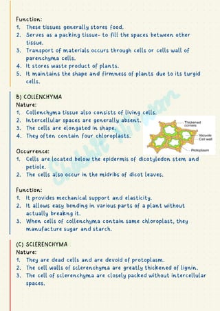Function:
1. These tissues generally stores food.
2. Serves as a packing tissue- to fill the spaces between other
tissue.
3. Transport of materials occurs through cells or cells wall of
parenchyma cells.
4. It stores waste product of plants.
5. It maintains the shape and firmness of plants due to its turgid
cells.
B) COLLENCHYMA
Nature:
1. Collenchyma tissue also consists of living cells.
2. Intercellular spaces are generally absent.
3. The cells are elongated in shape.
4. They often contain four chloroplasts.
Occurrence:
1. Cells are located below the epidermis of dicotyledon stem and
petiole.
2. The cells also occur in the midribs of dicot leaves.
Function:
1. It provides mechanical support and elasticity.
2. It allows easy bending in various parts of a plant without
actually breakng it.
3. When cells of collenchyma contain same chloroplast, they
manufacture sugar and starch.
(C) SCLERENCHYMA
Nature:
1. They are dead cells and are devoid of protoplasm.
2. The cell walls of sclerenchyma are greatly thickened of lignin.
3. The cell of sclerenchyma are closely packed without intercellular
spaces.
 