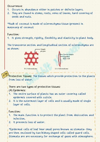Occurrence:
1. Occurs in abundance either in patches or definite layers.
2. They are found in stems, roots, veins of leaves, hard covering of
seeds and nuts.
*Husk of coconut is made of sclerenchyma tissue (present in
mesocarp of coconut
Function:
1. It gives strength, rigidity, flexibility and elasticity to plant body.
The transverse section and longitudinal section of sclerenchyma are
as shown:
Protective Tissues: The tissues which provide protection to the plants
from loss of water.
There are two types of protective tissues:
(A) Epidermis:
1. The entire surface of plants has an outer covering called
epidermis covered with cuticle.
2. It is the outermost layer of cells and is usually made of single
layer of cells.
Function:
1. The main function is to protect the plant from desiccation and
infection.
2. It prevents loss of water.
*Epidermal cells of leaf bear small pores known as stomata- they
are then enclosed by two kidney shaped cells called guard cells.
Stomata are are necessary for exchange of gases with atmosphere.
- -
----------------------- I
: "I
I
!
 
