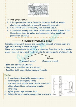 (B) Cork (or phellem):
1. It is a protective tissue found in the outer bark of woody
plants, particularly in trees with secondary growth.
2. It is a dead, water-resistant, and durable tissue.
3. It contains a waxy substance called Suberin that makes d the
tissue impervious to water and gases, providing excellent
protection to plant.
Complex Permanent Tissue
Complex permanent tissues are those that consist of more than one
type cells having a common origin.
These cells coordinate to perform a common function i.e. to transfer
water, mineral salts and food material to various parts of plant body.
Xylem Phloem
(Transport water) (Transport food)
- Both are conducting tissues.
- They are also called vascular tissues.
- Together both constitutes vascular bundle.
XYLEM:
1. It consists of tracheids, vessels, xylem
parenchyma and xylem fibres.
2. Tracheids and vessels have tubular structure
which allows them to transport water
vertically.
3. Xylem parenchyma stores food.
4. Xylem fibres are mainly supportive in nature.
I
I
I
I
I
I
I
i
I
I
I
I
I
I
!
1- - - . . . . . . . . -
 
