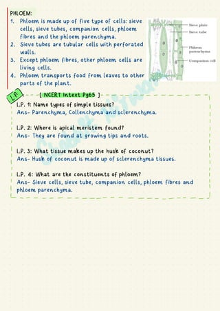 PHLOEM:
1. Phloem is made up of five type of cells: sieve
cells, sieve tubes, companion cells, phloem
fibres and the phloem parenchyma.
2. Sieve tubes are tubular cells with perforated
walls.
3. Except phloem fibres, other phloem cells are
living cells.
4. Phloem transports food from leaves to other
parts of the plant.
L.P. 1: Name types of simple tissues?
Ans- Parenchyma, Collenchyma and sclerenchyma.
L.P. 2: Where is apical meristem found?
Ans- They are found at growing tips and roots.
L.P. 3: What tissue makes up the husk of coconut?
Ans- Husk of coconut is made up of sclerenchyma tissues.
L.P. 4: What are the constituents of phloem?
Ans- Sieve cells, sieve tube, companion cells, phloem fibres and
phloem parenchyma.
[ NCERT Intext Pg65 ]
-
3. - - . . . . . . . . . . . . - - -
14 I
I I
I
I
I
I
I
S I
I I
I I
!
I
I
I I
I
I
I
i
I
I - -
- . . . . . . . . . . . . -
-
↓
 
