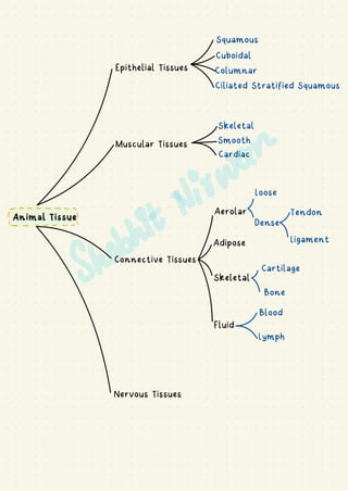 Animal Tissue
Epithelial Tissues
Muscular Tissues
Connective Tissues
Squamous
Cuboidal
Columnar
Ciliated Stratified Squamous
Skeletal
Smooth
Cardiac
Aerolar
Adipose
Skeletal
Fluid
Loose
Dense
Tendon
Ligament
Cartilage
Bone
Blood
Lymph
Nervous Tissues
. . . . . . .
I
!-------
 