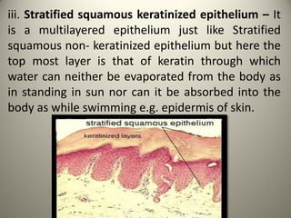 iii. Stratified squamous keratinized epithelium – It
is a multilayered epithelium just like Stratified
squamous non- keratinized epithelium but here the
top most layer is that of keratin through which
water can neither be evaporated from the body as
in standing in sun nor can it be absorbed into the
body as while swimming e.g. epidermis of skin.
 