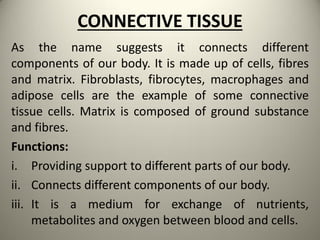 CONNECTIVE TISSUE
As the name suggests it connects different
components of our body. It is made up of cells, fibres
and matrix. Fibroblasts, fibrocytes, macrophages and
adipose cells are the example of some connective
tissue cells. Matrix is composed of ground substance
and fibres.
Functions:
i. Providing support to different parts of our body.
ii. Connects different components of our body.
iii. It is a medium for exchange of nutrients,
metabolites and oxygen between blood and cells.
 