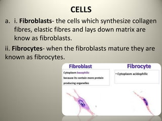 CELLS
a. i. Fibroblasts- the cells which synthesize collagen
fibres, elastic fibres and lays down matrix are
know as fibroblasts.
ii. Fibrocytes- when the fibroblasts mature they are
known as fibrocytes.
 