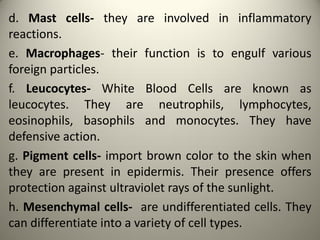 d. Mast cells- they are involved in inflammatory
reactions.
e. Macrophages- their function is to engulf various
foreign particles.
f. Leucocytes- White Blood Cells are known as
leucocytes. They are neutrophils, lymphocytes,
eosinophils, basophils and monocytes. They have
defensive action.
g. Pigment cells- import brown color to the skin when
they are present in epidermis. Their presence offers
protection against ultraviolet rays of the sunlight.
h. Mesenchymal cells- are undifferentiated cells. They
can differentiate into a variety of cell types.
 