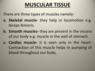 MUSCULAR TISSUE
There are three types of muscles namely-
a. Skeletal muscle- they help in locomotion e.g.
biceps femoris.
b. Smooth muscles- they are present in the viscera
of our body e.g. muscle in the wall of stomach.
c. Cardiac muscle- it is seen only in the heart.
Contraction of this muscle helps in pumping of
blood throughout our body.
 