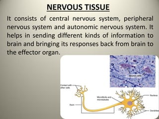 NERVOUS TISSUE
It consists of central nervous system, peripheral
nervous system and autonomic nervous system. It
helps in sending different kinds of information to
brain and bringing its responses back from brain to
the effector organ.
 