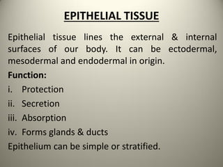 EPITHELIAL TISSUE
Epithelial tissue lines the external & internal
surfaces of our body. It can be ectodermal,
mesodermal and endodermal in origin.
Function:
i. Protection
ii. Secretion
iii. Absorption
iv. Forms glands & ducts
Epithelium can be simple or stratified.
 