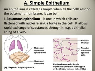 A. Simple Epithelium
An epithelium is called as simple when all the cells rest on
the basement membrane. It can be :
i. Squamous epithelium- is one in which cells are
flattened with nuclei raising a bulge in the cell. It allows
rapid exchange of substances through it. e.g. epithelial
lining of alveloi .
 