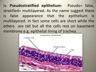 iv. Pseudostratified epithelium- Pseudo= false,
stratified= multilayered. As the name suggest there
is false appearance that the epithelium is
multilayered. In fact some cells are short while the
others are tall but all the cells rest on basement
membrane e.g. epithelial lining of trachea.
 