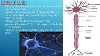 NERVE TISSUE-
-Structural and functional unit of nerve tissue is the
neuron/nerve cell.
-Nervous tissue composed of highly specialized
nerve cells called neurons and supporting cells
called neuroglia.
-Neurons act to stimuli and transmit the
impulses(information) from one region of the body
to the another.
-Neurons extend through the body and do not act
alone.
 