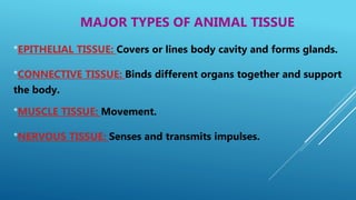 MAJOR TYPES OF ANIMAL TISSUE
*EPITHELIAL TISSUE: Covers or lines body cavity and forms glands.
*CONNECTIVE TISSUE: Binds different organs together and support
the body.
*MUSCLE TISSUE: Movement.
*NERVOUS TISSUE: Senses and transmits impulses.
 