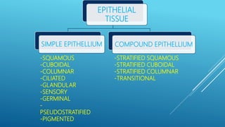 EPITHELIAL
TISSUE
SIMPLE EPITHELLIUM COMPOUND EPITHELLIUM
-SQUAMOUS
-CUBOIDAL
-COLUMNAR
-CILIATED
-GLANDULAR
-SENSORY
-GERMINAL
-
PSEUDOSTRATIFIED
-PIGMENTED
-STRATIFIED SQUAMOUS
-STRATIFIED CUBOIDAL
-STRATIFIED COLUMNAR
-TRANSITIONAL
 