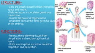 STRUCTURE-
-Cells are closely placed without intercellular
space and matrix.
-Cells rest upon a noncellular gelatinous
membrane.
-Possess the power of regeneration
-Originates from all the three germinal layers
of the embryo.
FUNCTIONS-
-Protects the underlying tissues from
dehydration and mechanical/chemical
injury.
-Helps in absorption, excretion, secretion,
respiration and perception.
 