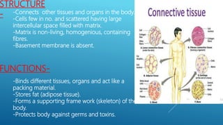 STRUCTURE
- -Connects other tissues and organs in the body.
-Cells few in no. and scattered having large
intercellular space filled with matrix.
-Matrix is non-living, homogenious, containing
fibres.
-Basement membrane is absent.
FUNCTIONS-
-Binds different tissues, organs and act like a
packing material.
-Stores fat (adipose tissue).
-Forms a supporting frame work (skeleton) of the
body.
-Protects body against germs and toxins.
 