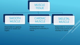 MUSCLE
TISSUE
SMOOTH
MUSCLE
CARDIAC
MUSCLE
SKELETAL
MUSCLE
Responsible for applying
pressure to vessels and
organs.
Responsible for heart
pumping and involuntary in
nature.
Responsible for movement of
human body posture and is
voluntary in nature.
 