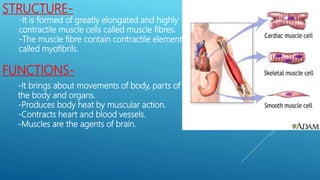 STRUCTURE-
-It is formed of greatly elongated and highly
contractile muscle cells called muscle fibres.
-The muscle fibre contain contractile elements
called myofibrils.
FUNCTIONS-
-It brings about movements of body, parts of
the body and organs.
-Produces body heat by muscular action.
-Contracts heart and blood vessels.
-Muscles are the agents of brain.
 