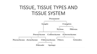 TISSUE, TISSUE TYPES AND
TISSUE SYSTEM
 