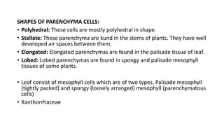 SHAPES OF PARENCHYMA CELLS:
• Polyhedral: These cells are mostly polyhedral in shape.
• Stellate: These parenchyma are kund in the stems of plants. They have well
developed air spaces between them.
• Elongated: Elongated parenchymas are found in the palisade tissue of leaf.
• Lobed: Lobed parenchymas are found in spongy and palisade mesophyll
tissues of some plants.
• Leaf consist of mesophyll cells which are of two types. Palisade mesophyll
(tightly packed) and spongy (loosely arranged) mesophyll (parenchymatous
cells)
• Xanthorrhaceae
 