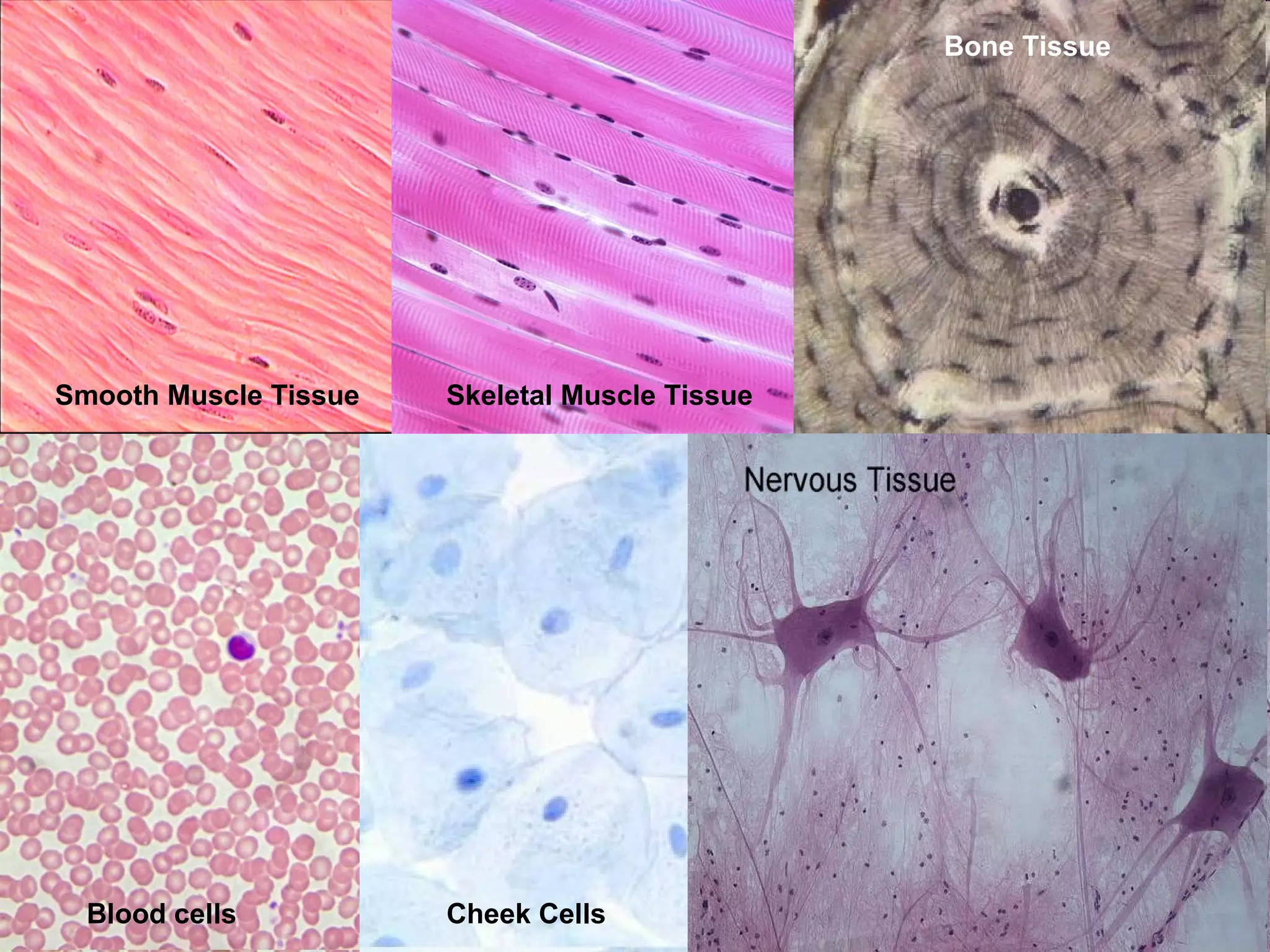 Smooth Muscle Tissue Skeletal Muscle Tissue Bone Tissue Blood cells Cheek Cells