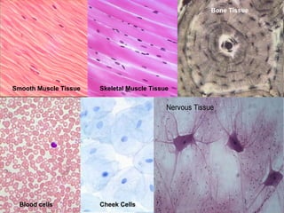 Smooth Muscle Tissue Skeletal Muscle Tissue Bone Tissue Blood cells Cheek Cells 