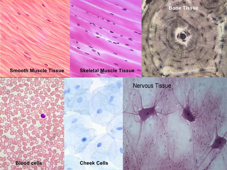 tissue types tissue types
