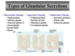 11
Types of Glandular Secretions
• Merocrine Glands
• Fluid product
• Salivary glands
• Pancreas gland (?)
• Sweat glands
•Serous Fluid
•Mucus
• Apocrine Glands
• Cellular product
• Portions of cells
• Mammary glands
• Ceruminous glands
• Holocrine Glands
• Secretory products
• Whole cells
• Sebaceous glands
(a) Merocrine gland (b) Apocrine gland (c) Holocrine gland
Secretion
Pinched off
portion of cell
(secretion)
Intact
cell
Disintegrating cell
and its contents
(secretion)
New cell
forming by
mitosis and
cytokinesis
 