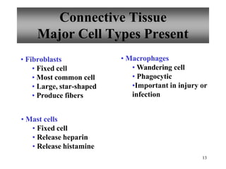 Connective Tissue
Major Cell Types Present
13
• Fibroblasts
• Fixed cell
• Most common cell
• Large, star-shaped
• Produce fibers
• Mast cells
• Fixed cell
• Release heparin
• Release histamine
• Macrophages
• Wandering cell
• Phagocytic
•Important in injury or
infection
 