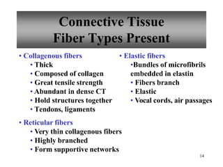 Connective Tissue
Fiber Types Present
14
• Collagenous fibers
• Thick
• Composed of collagen
• Great tensile strength
• Abundant in dense CT
• Hold structures together
• Tendons, ligaments
• Reticular fibers
• Elastic fibers
•Bundles of microfibrils
embedded in elastin
• Fibers branch
• Elastic
• Vocal cords, air passages
• Very thin collagenous fibers
• Highly branched
• Form supportive networks
 
