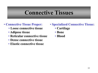 Connective Tissues
15
• Connective Tissue Proper:
• Loose connective tissue
• Adipose tissue
• Reticular connective tissue
• Dense connective tissue
• Elastic connective tissue
• Specialized Connective Tissue:
• Cartilage
• Bone
• Blood
 