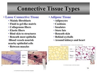 Connective Tissue Types
• Loose Connective Tissue
• Mainly fibroblasts
• Fluid to gel-like matrix
• Collagenous fibers
• Elastic fibers
• Bind skin to structures
• Beneath most epithelia
•Blood vessels nourish
nearby epithelial cells
• Between muscles
Copyright © The McGraw-Hill Companies, Inc. Permission required for reproduction or display.
• Adipose Tissue
• Adipocytes
• Cushions
• Insulates
• Store fats
• Beneath skin
• Behind eyeballs
• Around kidneys and heart
(a) (b)
Collagenous
fiber
Fibroblast
Ground
substance
Elastic
fiber
(a) (b)
Cell
membrane
Nucleus
Cytsol
Fat droplet
Copyright © The McGraw-Hill Companies, Inc. Permission required for reproduction or display.
16
b: © The McGraw-Hill Companies, Inc./Dennis Strete, photographer
b: © The McGraw-Hill Companies, Inc./Dennis Strete, photographer
 