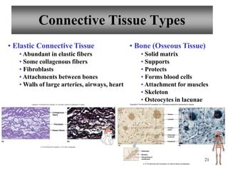18
Connective Tissue Types
• Elastic Connective Tissue
• Abundant in elastic fibers
• Some collagenous fibers
• Fibroblasts
• Attachments between bones
• Walls of large arteries, airways, heart
• Bone (Osseous Tissue)
• Solid matrix
• Supports
• Protects
• Forms blood cells
• Attachment for muscles
• Skeleton
• Osteocytes in lacunae
Copyright © The McGraw-Hill Companies, Inc. Permission required for reproductionor display
Elastic fibers
Collagenous
fibers
Fibroblast
(a) (b)
Copyright © The McGraw-Hill Companies, Inc. Permission required for reproduction or display.
b: © The McGraw-Hill Companies, Inc./Al Telser, photographer
21
Canaliculi
Osteocyte
in lacuna
Central
canal
Lamella
Osteocyte
Nucleus
Cell process in
canaliculus
(a) (b)
Osteon
b: © The McGraw-Hill Companies, Inc./Dennis Strete, photographer
 