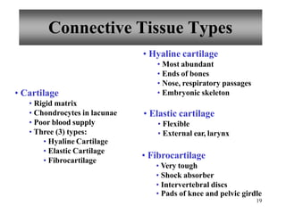 • Hyaline cartilage
• Most abundant
• Ends of bones
• Nose, respiratory passages
• Embryonic skeleton
• Elastic cartilage
• Flexible
• External ear, larynx
• Fibrocartilage
• Very tough
• Shock absorber
• Intervertebral discs
• Pads of knee and pelvic girdle
19
Connective Tissue Types
• Cartilage
• Rigid matrix
• Chondrocytes in lacunae
• Poor blood supply
• Three (3) types:
• Hyaline Cartilage
• Elastic Cartilage
• Fibrocartilage
 