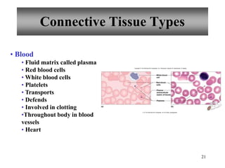 Connective Tissue Types
• Blood
• Fluid matrix called plasma
• Red blood cells
• White blood cells
• Platelets
• Transports
• Defends
• Involved in clotting
•Throughout body in blood
vessels
• Heart
Red blood
cells
Plasma
(extracellular
matrix of blood)
Platelets
White blood
cell
(a)
21
(b)
Copyright © The McGraw-Hill Companies, Inc. Permission required for reproduction or display.
b: © The McGraw-Hill Companies, Inc./Al Telser, photographer
 