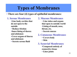 22
Types of Membranes
1. Serous Membranes
•Line body cavities that
do not open to the
outside
• Reduce friction
•Inner lining of thorax
and abdomen
•Cover organs of thorax
and abdomen
• Secrete serous fluid
2. Mucous Membranes
• Line tubes and organs
that open to outside world
•Lining of mouth, nose,
throat, etc.
• Secrete mucus
2. Cutaneous Membranes
• Covers body
• Skin
3. Synovial Membranes
•Composed entirely of
connective tissue
• Lines joints
• There are four (4) types of epithelial membranes:
 