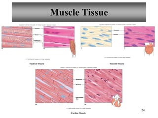 Muscle Tissue
Skeletal Muscle Smooth Muscle
Striations
Portion of a
muscle fiber
Nuclei
(a) (b)
Copyright © The McGraw-Hill Companies, Inc. Permission required for reproduction or display.
b: © The McGraw-Hill Companies, Inc./Al Telser, photographer
Nucleus
Cytoplasm
(a) (b)
Copyright © The McGraw-Hill Companies, Inc. Permission required for reproduction or display.
b: © The McGraw-Hill Companies, Inc./Dennis Strete, photographer
Intercalated
disc
Striations
Nucleus
(a)
24
Cardiac Muscle
(b)
Copyright © The McGraw-Hill Companies, Inc. Permission required for reproduction or display.
b: © The McGraw-Hill Companies, Inc./Al Telser, photographer
 