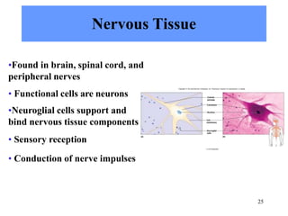 Nervous Tissue
•Found in brain, spinal cord, and
peripheral nerves
• Functional cells are neurons
•Neuroglial cells support and
bind nervous tissue components
• Sensory reception
• Conduction of nerve impulses
Cell
membrane
Neuroglial
cells
Cytoplasm
Cellular
process
Nucleus
(a)
25
(b)
Copyright © The McGraw-Hill Companies, Inc. Permission required for reproduction or display.
b: © Ed Reschke.
 
