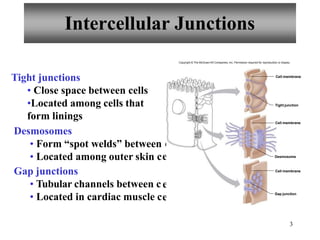 Intercellular Junctions
cells
ells
ells
ells
Tight junctions
• Close space between cells
•Located among cells that
form linings
Desmosomes
• Form “spot welds” between
• Located among outer skin c
Gap junctions
• Tubular channels between c
• Located in cardiac muscle c
Tight junction
3
Cell membrane
Cell membrane
Desmosome
Cell membrane
Gap junction
Copyright © The McGraw-Hill Companies, Inc. Permission required for reproduction or display.
 