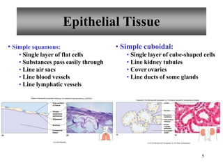 Epithelial Tissue
• Simple squamous:
• Single layer of flat cells
• Substances pass easily through
• Line air sacs
• Line blood vessels
• Line lymphatic vessels
• Simple cuboidal:
• Single layer of cube-shaped cells
• Line kidney tubules
• Cover ovaries
• Line ducts of some glands
(b)
(a)
Free surface
of tissue
Simple
squamous
epithelium
Basement
Nucleus
Connective
tissue
b,d: © Ed Reschke
(a)
5
Nucleus
Basement
membrane
Free surface
of tissue
Simple
cuboidal
epithelium
Connective
tissue
(b)
Copyright © The McGraw-Hill Companies, Inc. Permission required for reproduction or display.
Lumen
b: © The McGraw-Hill Companies, Inc./Al Telser, photographer
 