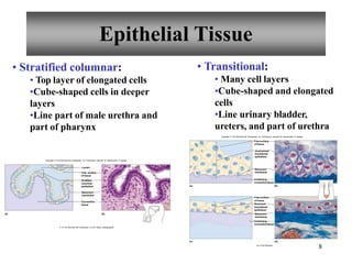8
• Stratified columnar:
• Top layer of elongated cells
•Cube-shaped cells in deeper
layers
•Line part of male urethra and
part of pharynx
• Transitional:
• Many cell layers
•Cube-shaped and elongated
cells
•Line urinary bladder,
ureters, and part of urethra
(b)
(a)
Lumen
Connective
tissue
Basement
membrane
Free surface
of tissue
Stratified
columnar
epithelium
Copyright © The McGraw-Hill Companies, Inc. Permission required for reproduction or display.
b: © The McGraw-Hill Companies, Inc./Al Telser, photographer
Basement
membrane
Underlying
connectivetissue
connectivetissue
(b)
(a)
Free surface
of tissue
Stretched
transitional
epithelium
Basement
membrane
Underlying
(d)
(c)
Copyright © The McGraw-Hill Companies, Inc. Permission required for reproduction or display.
Free surface
of tissue
Unstretched
transitional
epithelium
b,d: © Ed Reschke
Epithelial Tissue
 