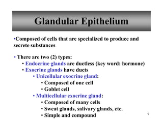 9
Glandular Epithelium
•Composed of cells that are specialized to produce and
secrete substances
• There are two (2) types:
• Endocrine glands are ductless (key word: hormone)
• Exocrine glands have ducts
• Unicellular exocrine gland:
• Composed of one cell
• Goblet cell
• Multicellular exocrine gland:
• Composed of many cells
• Sweat glands, salivary glands, etc.
• Simple and compound
 