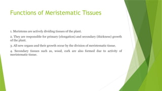 Functions of Meristematic Tissues
1. Meristems are actively dividing tissues of the plant.
2. They are responsible for primary (elongation) and secondary (thickness) growth
of the plant.
3. All new organs and their growth occur by the division of meristematic tissue.
4. Secondary tissues such as, wood, cork are also formed due to activity of
meristematic tissue.
 