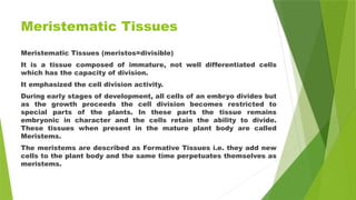 Meristematic Tissues
Meristematic Tissues (meristos=divisible)
It is a tissue composed of immature, not well differentiated cells
which has the capacity of division.
It emphasized the cell division activity.
During early stages of development, all cells of an embryo divides but
as the growth proceeds the cell division becomes restricted to
special parts of the plants. In these parts the tissue remains
embryonic in character and the cells retain the ability to divide.
These tissues when present in the mature plant body are called
Meristems.
The meristems are described as Formative Tissues i.e. they add new
cells to the plant body and the same time perpetuates themselves as
meristems.
 
