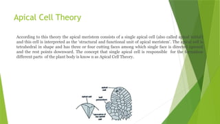 Apical Cell Theory
According to this theory the apical meristem consists of a single apical cell (also called apical initial)
and this cell is interpreted as the ‘structural and functional unit of apical meristem’. The apical cell is
tetrahedral in shape and has three or four cutting faces among which single face is directed upward
and the rest points downward. The concept that single apical cell is responsible for the formation
different parts of the plant body is know n as Apical Cell Theory.
 