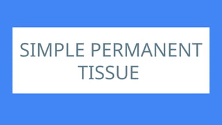 SIMPLE PERMANENT
TISSUE
 