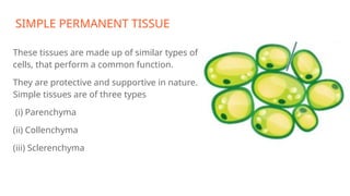 SIMPLE PERMANENT TISSUE
These tissues are made up of similar types of
cells, that perform a common function.
They are protective and supportive in nature.
Simple tissues are of three types
(i) Parenchyma
(ii) Collenchyma
(iii) Sclerenchyma
 