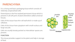 PARENCHYMA
It is a living and basic packaging tissue which consists of
relatively unspecialised cells.
Parenchyma is the first evolved permanent tissue which is
present in all soft parts of plant (therefore called universal
tissue).
Cells of this tissue have thin cell wall which is made up of
cellulose.
Cells of this tissue have cytoplasm with small nucleus and
large vacuole.
Cells are usually loosely packed so intercellular spaces are
present.
FUNCTION
This tissue provides support to the plant and help in storage
of food.
 